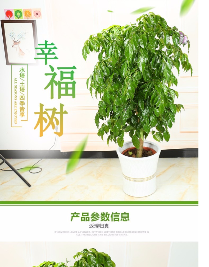 十种适合室内养的植物大颗树,适合室内种植的大型树