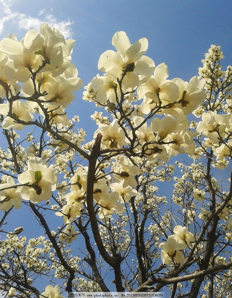 各种花图片大全大图,各种花图片大全大图头像