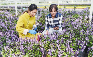 花卉平台,花卉平台运营招标