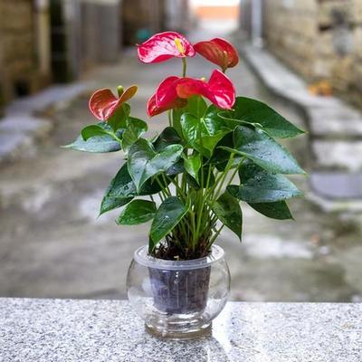 客厅大型绿植排名前十名,客厅绿植排名前十名龙血树