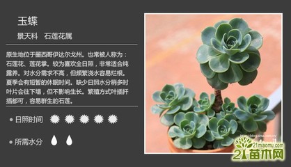 100种常见多肉植物,100种常见多肉植物图片