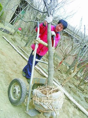 华源发苗木花卉网,华源发苗木花卉交易市场