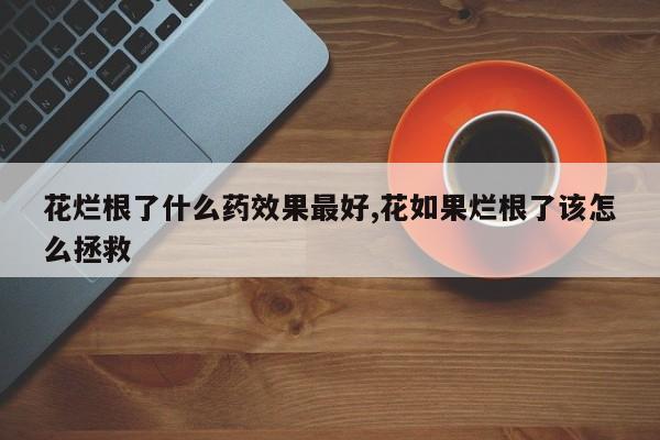 花烂根了什么药效果最好,花如果烂根了该怎么拯救