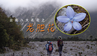 高山植物矮小的原因,高山植物矮小的原因有哪些