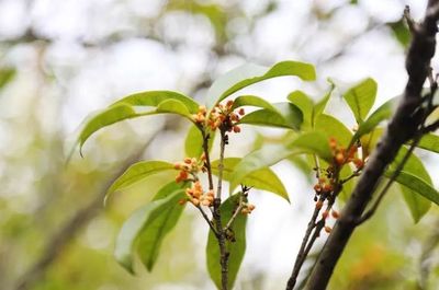 收桂花树联系电话,哪里有收购桂花树的公司