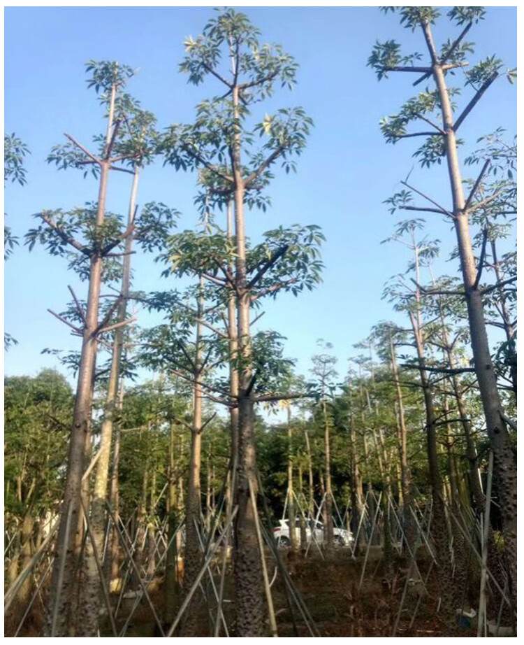 十大名贵风景树,十大名贵风景树盆栽