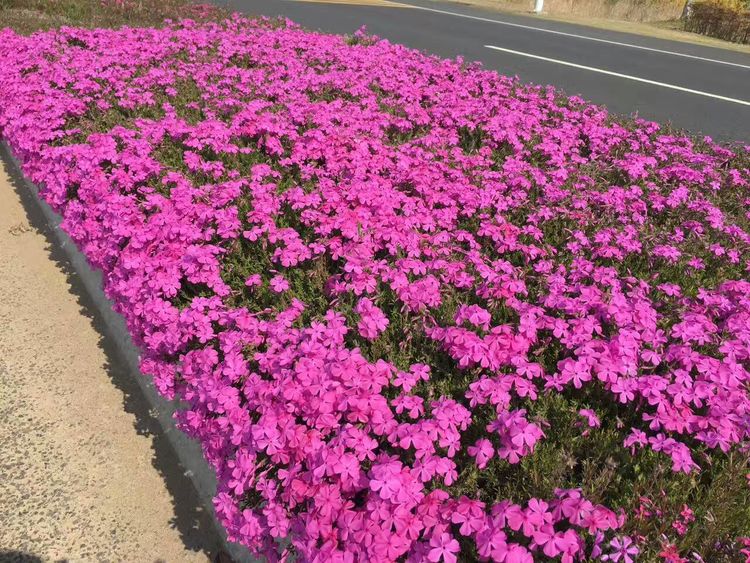 北方宿根花卉品种图片,适合北方种植的宿根花卉有哪些