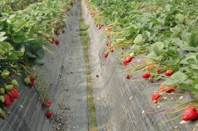 四川成都草莓种苗基地地址,四川成都草莓种植基地