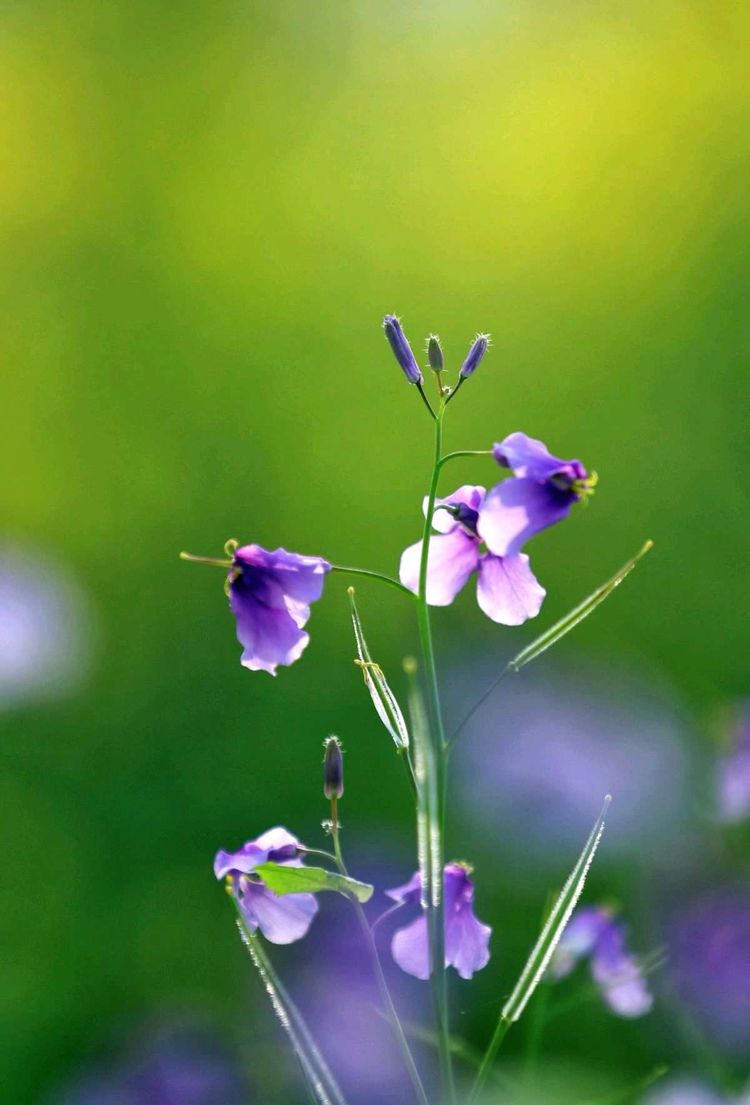 好看的花花,好看的花花头像