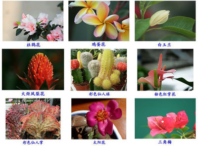 花卉名称大全500种图片,100种花卉名称