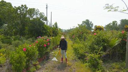 附近苗圃市场,附近苗圃基地招工