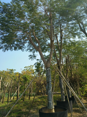 蓝花楹树盆景,蓝花楹树种植