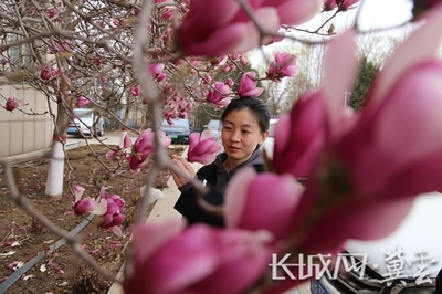 庭院种玉兰花树好不好,庭院种玉兰花树好不好呀