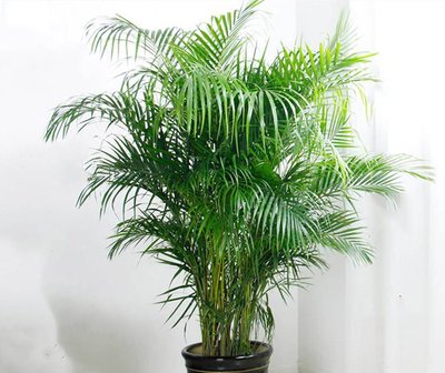 最适合室内养殖的绿植排行榜,适合室内养殖植物