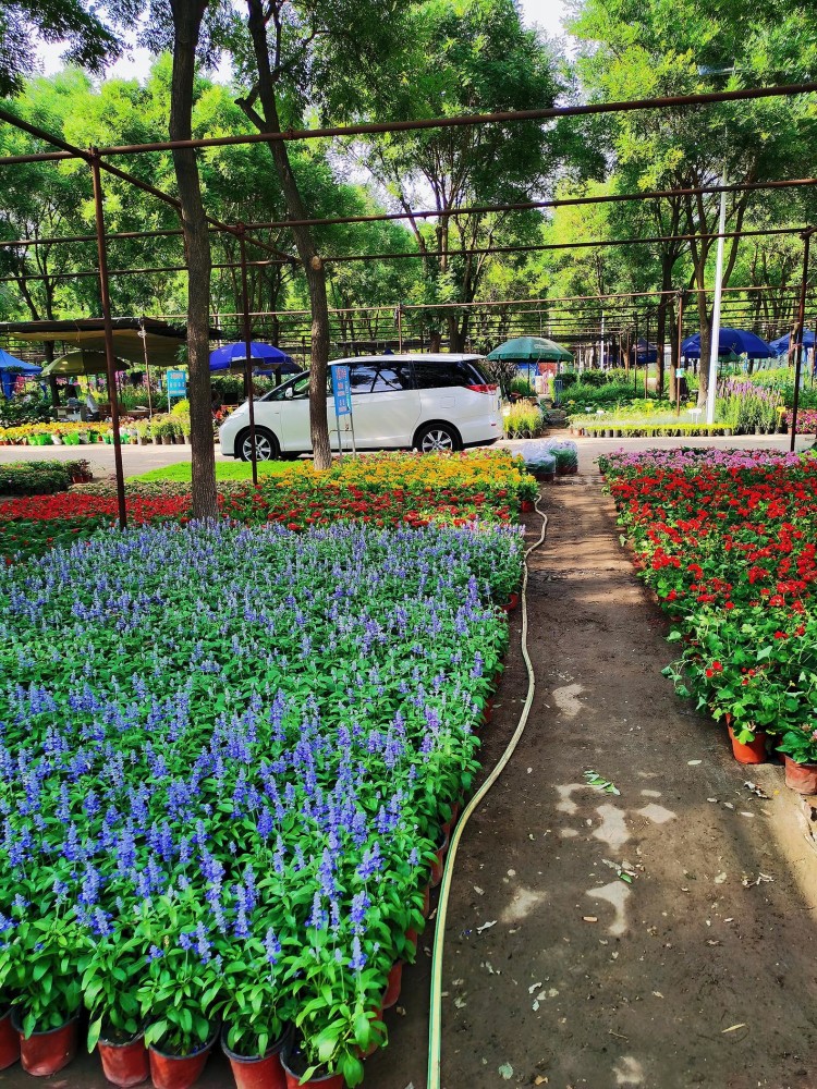 南四环花卉批发市场,南四环花卉批发市场位置