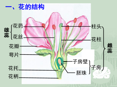 花朵的组成部分,花朵的组成部分名称